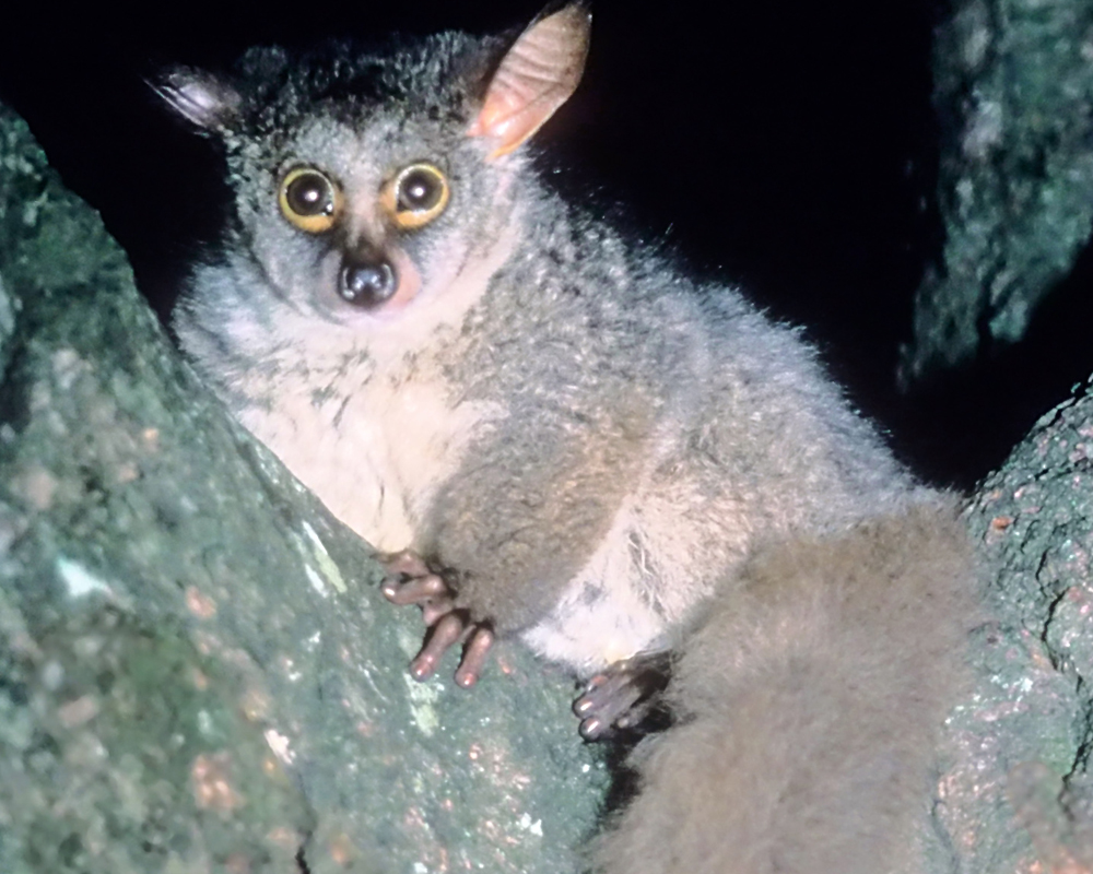 Pictures Of Bush Babies Gay Bedroom Sex